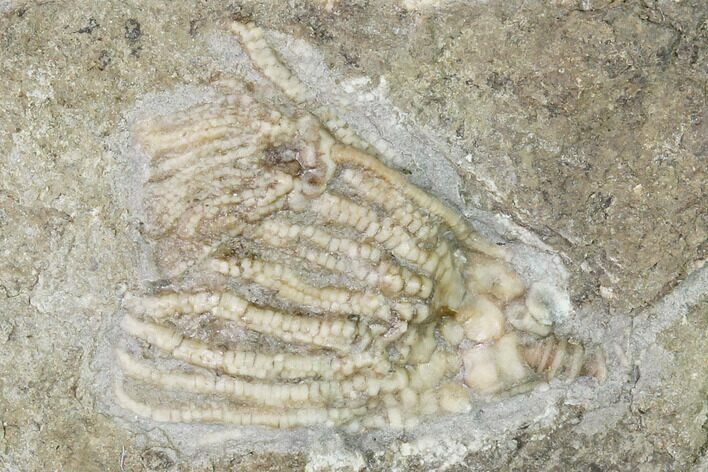 Two Fossil Crinoids (Eretmocrinus & Rhodocrinites) -Gilmore City, Iowa #148686